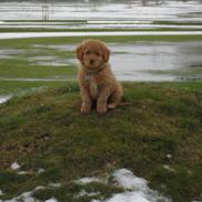 Nova scotia duck tolling retriever Bastian