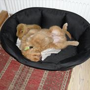 Nova scotia duck tolling retriever Bastian