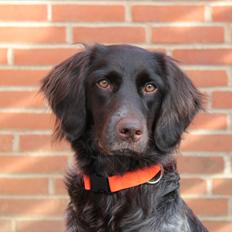 Kleiner münsterländer Løvmosen´s Tikka