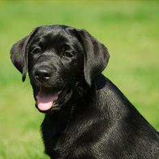 Labrador retriever Labrander Liva (Maggie)