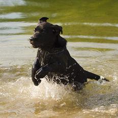 Labrador retriever Labrander Liva (Maggie)
