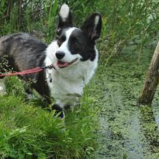 Welsh corgi cardigan Team Løvendahl´s Elli