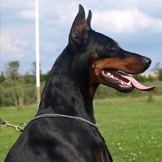 Dobermann E'Hiram Elite House