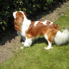 Cavalier king charles spaniel Gizmo