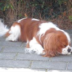 Cavalier king charles spaniel Gizmo