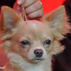 Chihuahua Chiboel's Dancing Joey