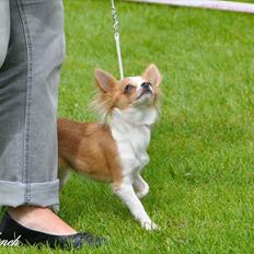 Chihuahua Maslaks Ada