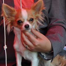 Chihuahua Maslaks Ada