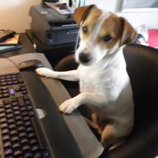 Jack russell terrier Rollo