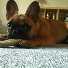 Fransk bulldog Kenzo