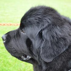 Newfoundlænder Aslan (Newf-line)