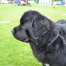 Newfoundlænder Aslan (Newf-line)