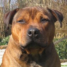 Staffordshire bull terrier Batman aka Ferdinand