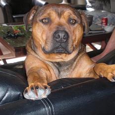 Staffordshire bull terrier Batman aka Ferdinand