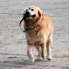 Golden retriever Simba