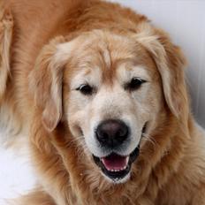 Golden retriever Simba