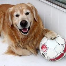 Golden retriever Simba