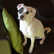 Dansk svensk gaardhund Holger