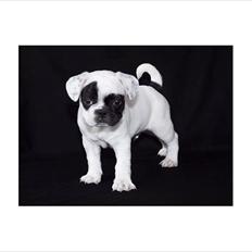 Blanding af racer Emil