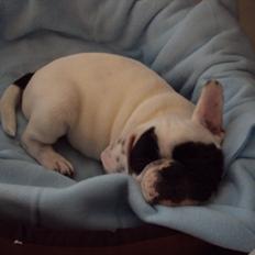 Blanding af racer Emil