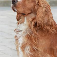 Cocker spaniel » bailey « 