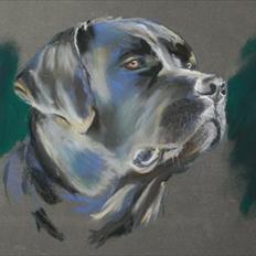 Labrador retriever Caradog No Matter What