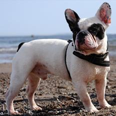 Fransk bulldog Calle