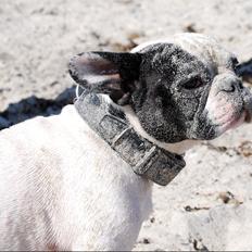 Fransk bulldog Calle