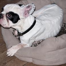 Fransk bulldog Calle