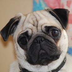 Mops Cleo