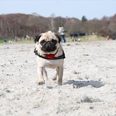 Mops Cleo