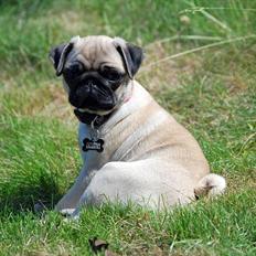 Mops Cleo
