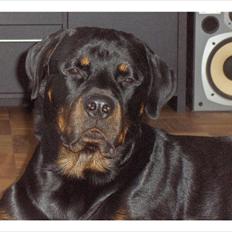 Rottweiler Odin R.I.P