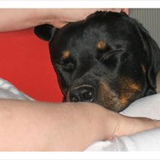 Rottweiler Odin R.I.P