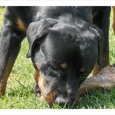 Rottweiler Odin R.I.P