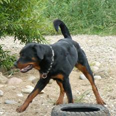Rottweiler Yake Nicita