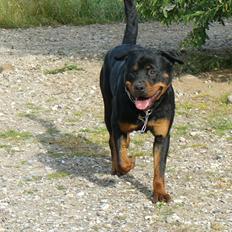Rottweiler Yake Nicita