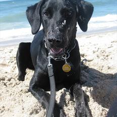 Blanding af racer Selma