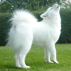 Samojedhund Discos Holly - TIRITH