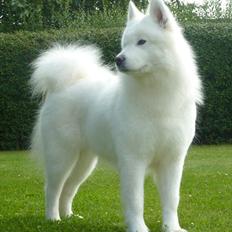 Samojedhund Discos Holly - TIRITH