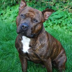 Staffordshire bull terrier Cæzar