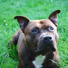Staffordshire bull terrier Cæzar