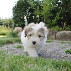 Coton de tulear Balou |Terroristen|