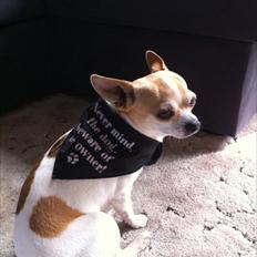 Chihuahua Fucchi