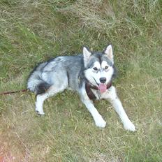 Alaskan malamute Sally