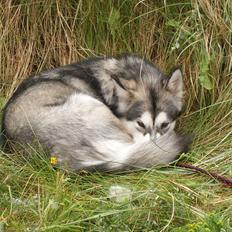 Alaskan malamute Sally