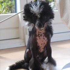 Chinese crested hårløs Misella´s Rex <3