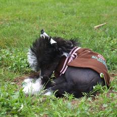 Chinese crested hårløs Misella´s Rex <3