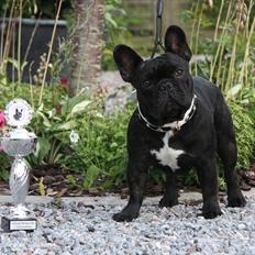 Fransk bulldog JCH Doran´s Jongleur
