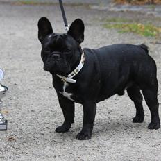 Fransk bulldog JCH Doran´s Jongleur